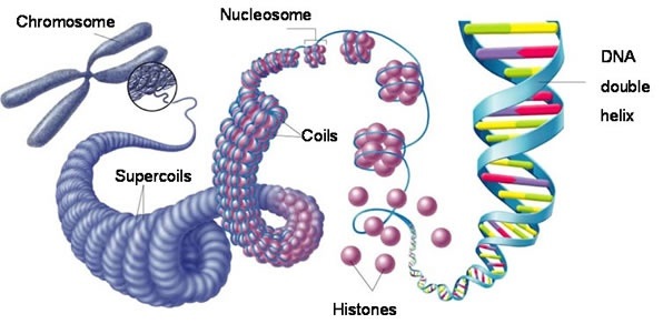 kromozom içinde DNA
