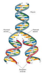 DNA replikasyonu