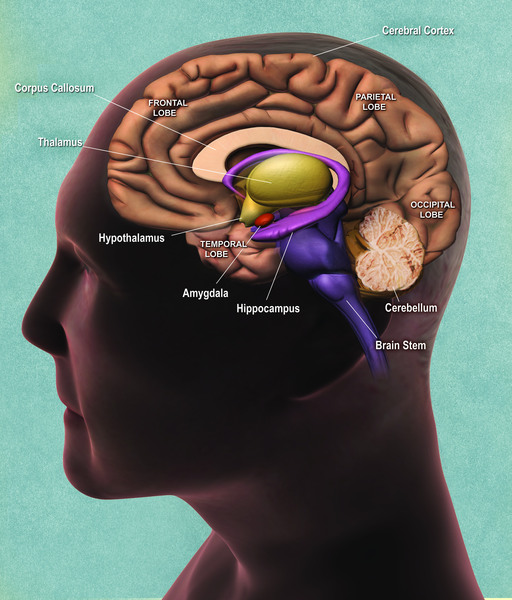 Görsel 1: Beynin yan görünümü
