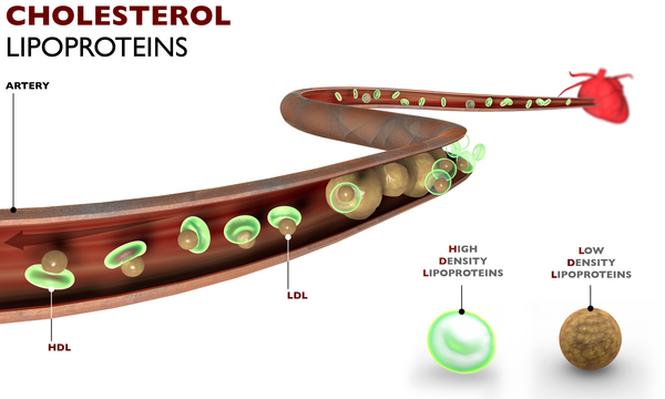 Görsel 1: Kolesterol ve lipoprotein