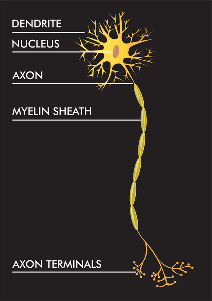Görsel 3: Nöronun kısımları