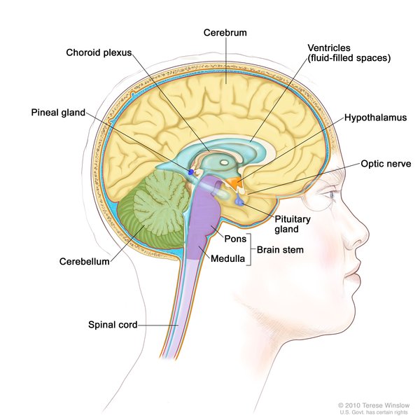 Görsel 2: Beynin iç kısımları