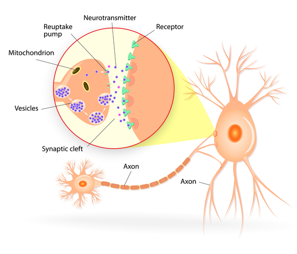 Görsel 1: Sinir hücresi sinapslarında nörotransmitterlerin salınımı ve alımı