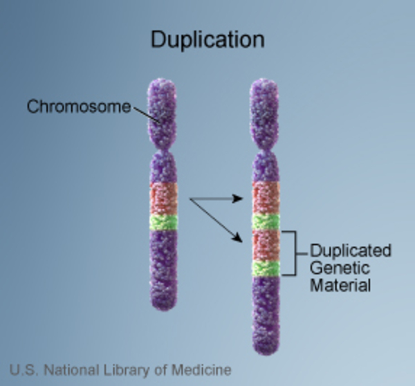 Görsel 5: Kromozom kopyalanması