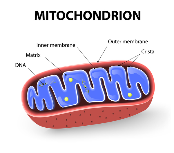 Görsel 2: Mitokondrinin yapısı