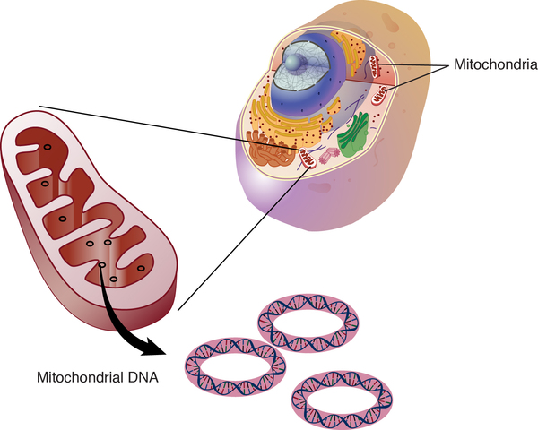 Görsel 4: Mitokondriyal DNA