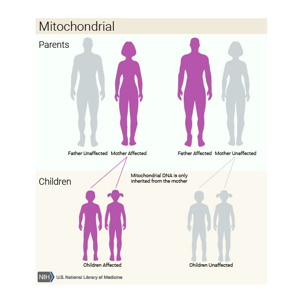 Görsel 3: Mitokondriyal kalıtım