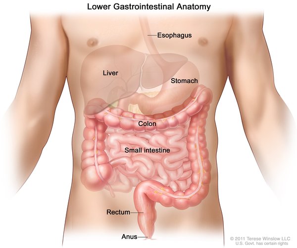Görsel 2: Alt gastrointestinal sistem
