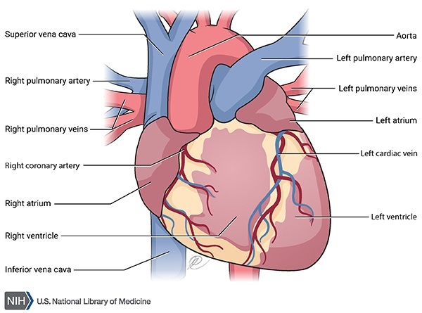 Görsel 1: Normal kalp anatomisi