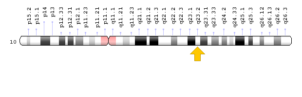 Görsel: BMPR1A Geni; Genom Dekorasyon Sayfası/NCBI