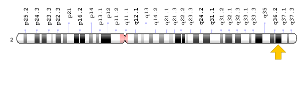 Görsel: COL4A3 Geni; Genom Dekorasyon Sayfası/NCBI