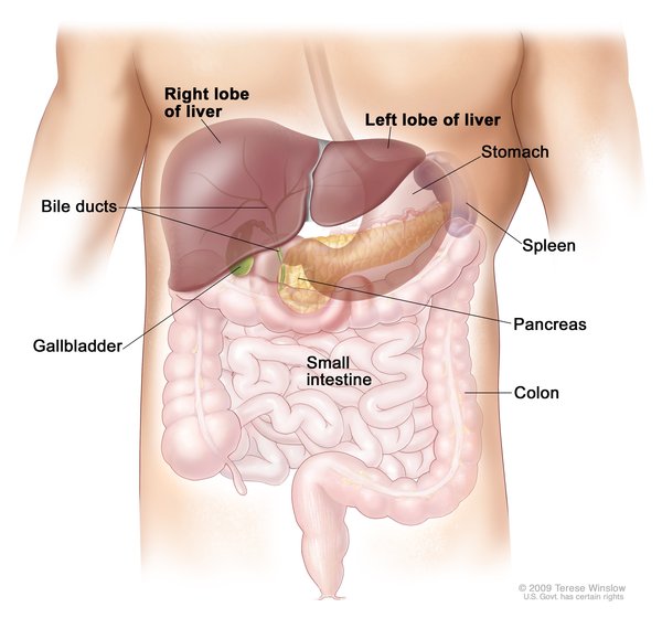 Görsel 1: Karaciğer
