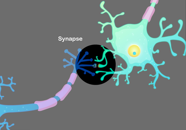 Görsel 3: Nöronal sinaps