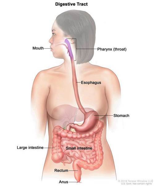 Görsel 2: Sindirim Sistemi Anatomisi