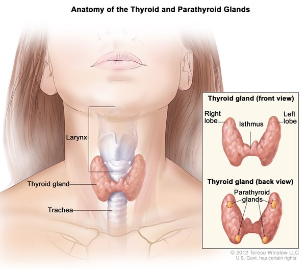 Görsel 1: Tiroid bezi ve paratiroid bezleri