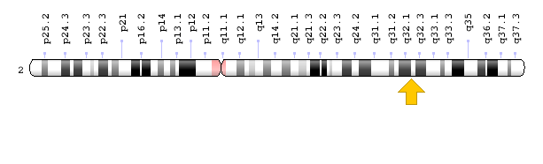 Görsel: COL5A2 Geni; Genom Dekorasyon Sayfası/NCBI