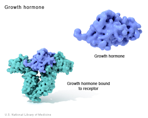 Proteinler Nedir ve Ne İş Yaparlar-Büyüme hormonu