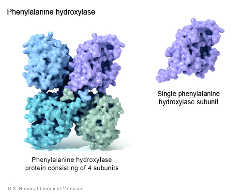 Proteinler Nedir ve Ne İş Yaparlar-Fenilalanin hidroksilaz