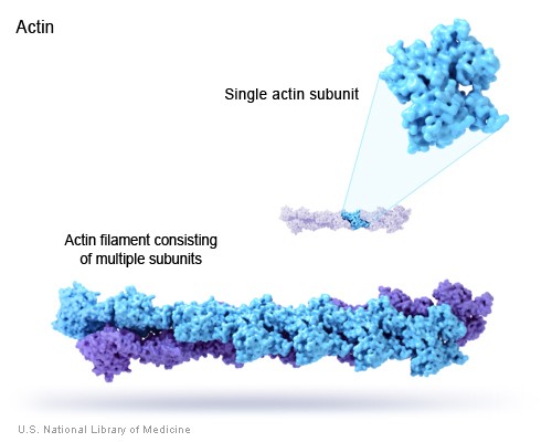 Proteinler Nedir ve Ne İş Yaparlar-Aktin
