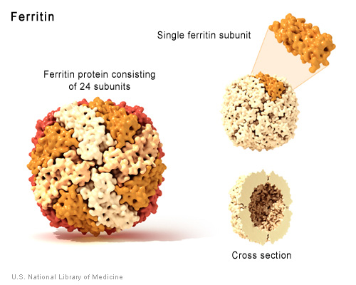 Proteinler Nedir ve Ne İş Yaparlar- Ferritin