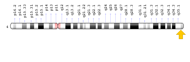 CYP4V2 Geni lokasyonu