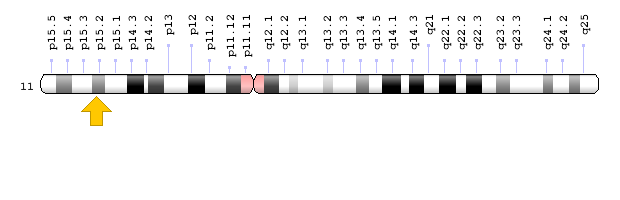 CYP2R1 Geni lokasyonu