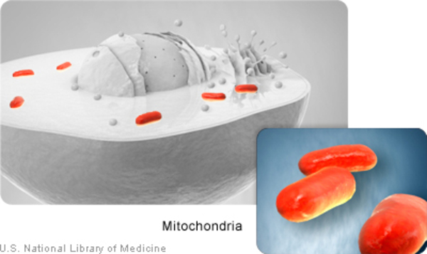 Barth Sendromu - Mitokondri