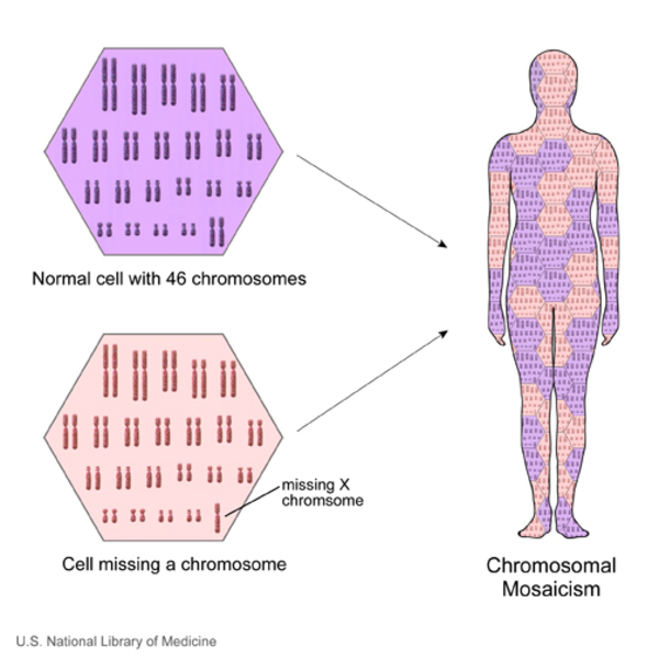 Görsel 6: Kromozomal mozaikçilik/NCBI