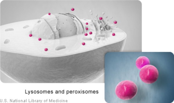 Zellweger Spektrum Bozukluğu-lizozomlar ve peroksizomlar