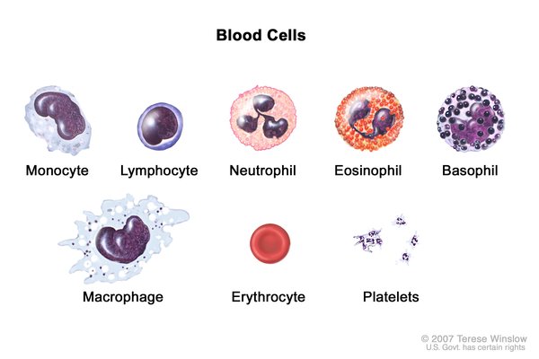Görsel 1: Kan hücreleri tipleri
