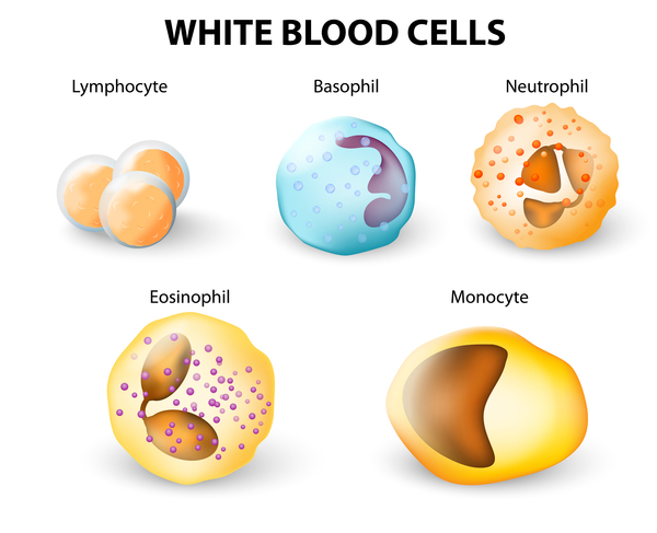 Görsel 9: Beyaz kan hücresi türleri