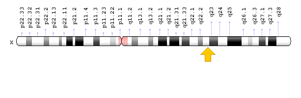 Görsel 1: COL4A5 Geni Kromozomal Konum; Genom Dekorasyon Sayfası / NCBI