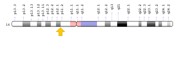 Görsel 1: CLN3 geni kromozomal konum; Genom Dekorasyon Sayfası / NCBI