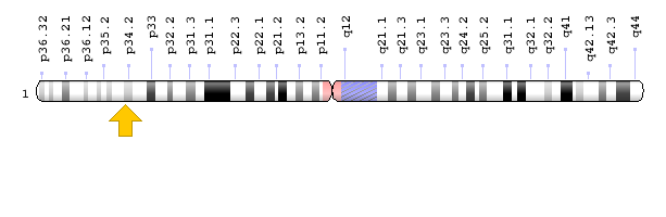 Görsel 1: COL9A2 Geni Kromozomal Konum; Genom Dekorasyon Sayfası / NCBI