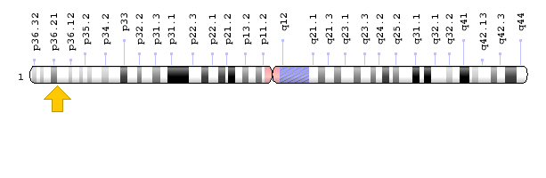 Görsel 1: CLCNKB Geni Kromozomal Konum; Genom Dekorasyon Sayfası / NCBI
