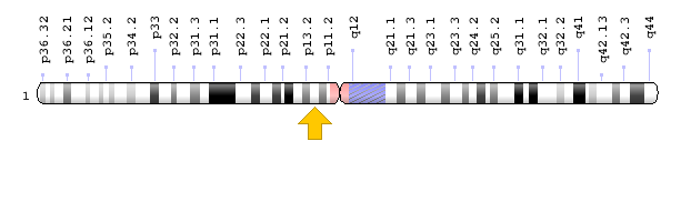 ATP1A1 Geni Kromozomal Konum