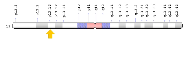 CALR Geni-Kromozomal Konum