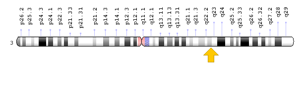 FOXL2 Geni - Kromozomal konum
