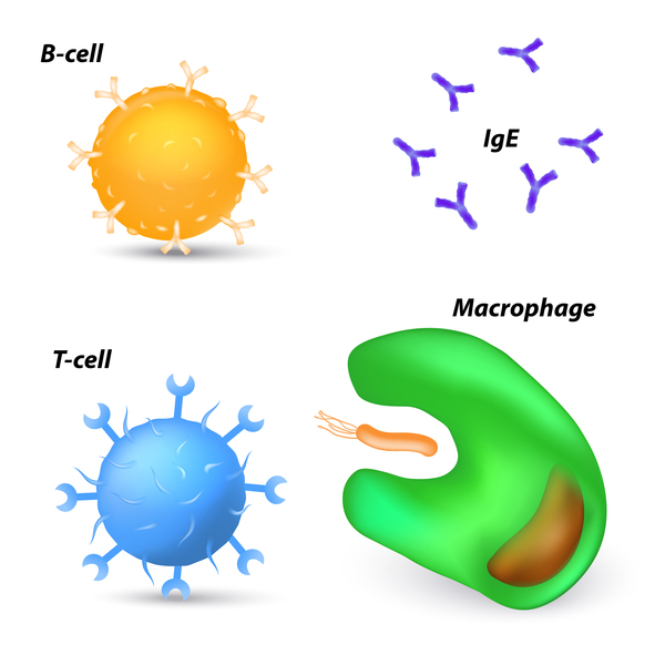 ZAP70 İle İlişikili Ağır Kombine İmmün Yetmezliği - Bağışıklık sistemi hücreleri
