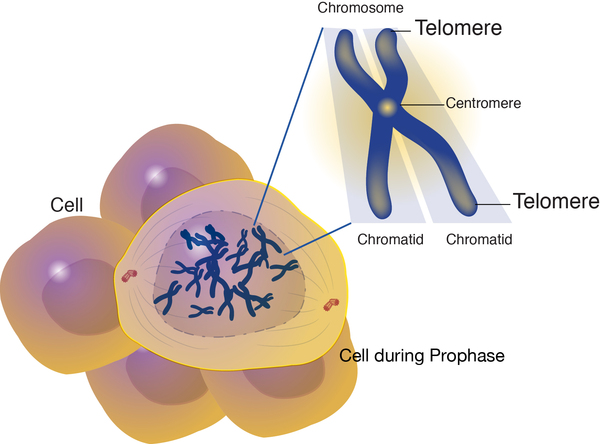 Görsel 7: Telomer