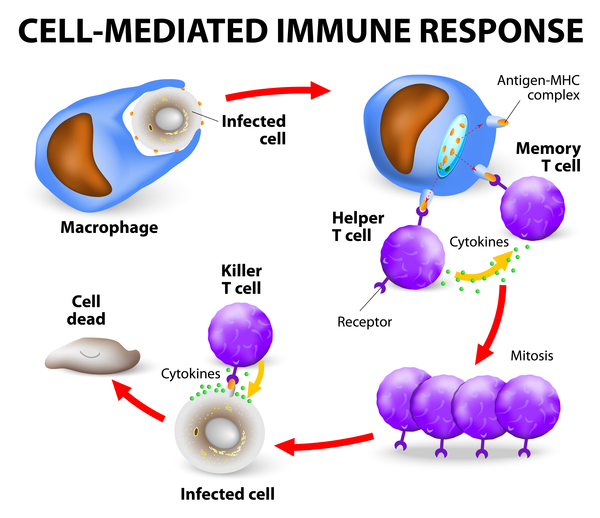 ZAP70 İle İlişikili Ağır Kombine İmmün Yetmezliği - T hücreleri