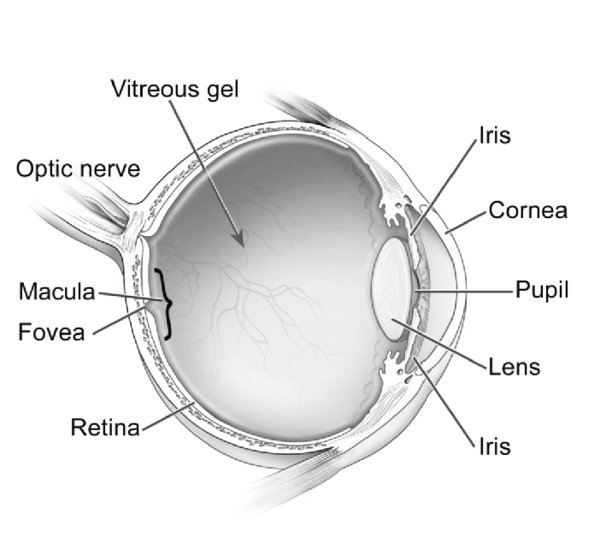 Görsel 4: X İlişkili Kondrodisplazi Punktata 2; Normal göz anatomisi/NCBI