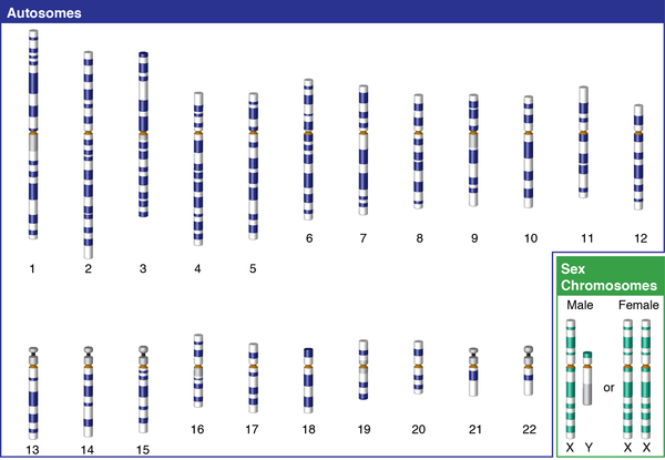 Görsel 6: Cinsiyet kromozomları (X ve Y) / NCBI