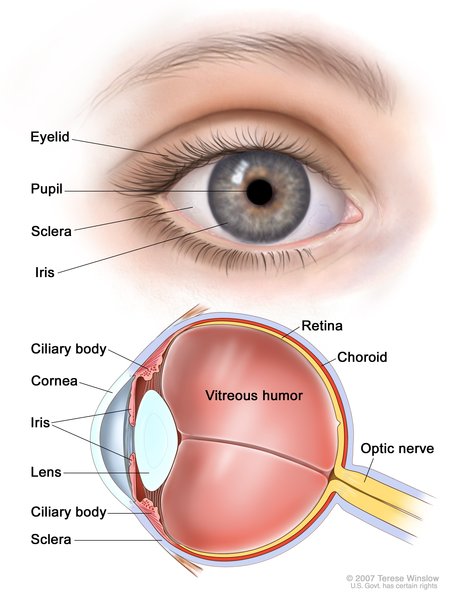 Akromatopsi-Şekil 1: Göz Anatomisi