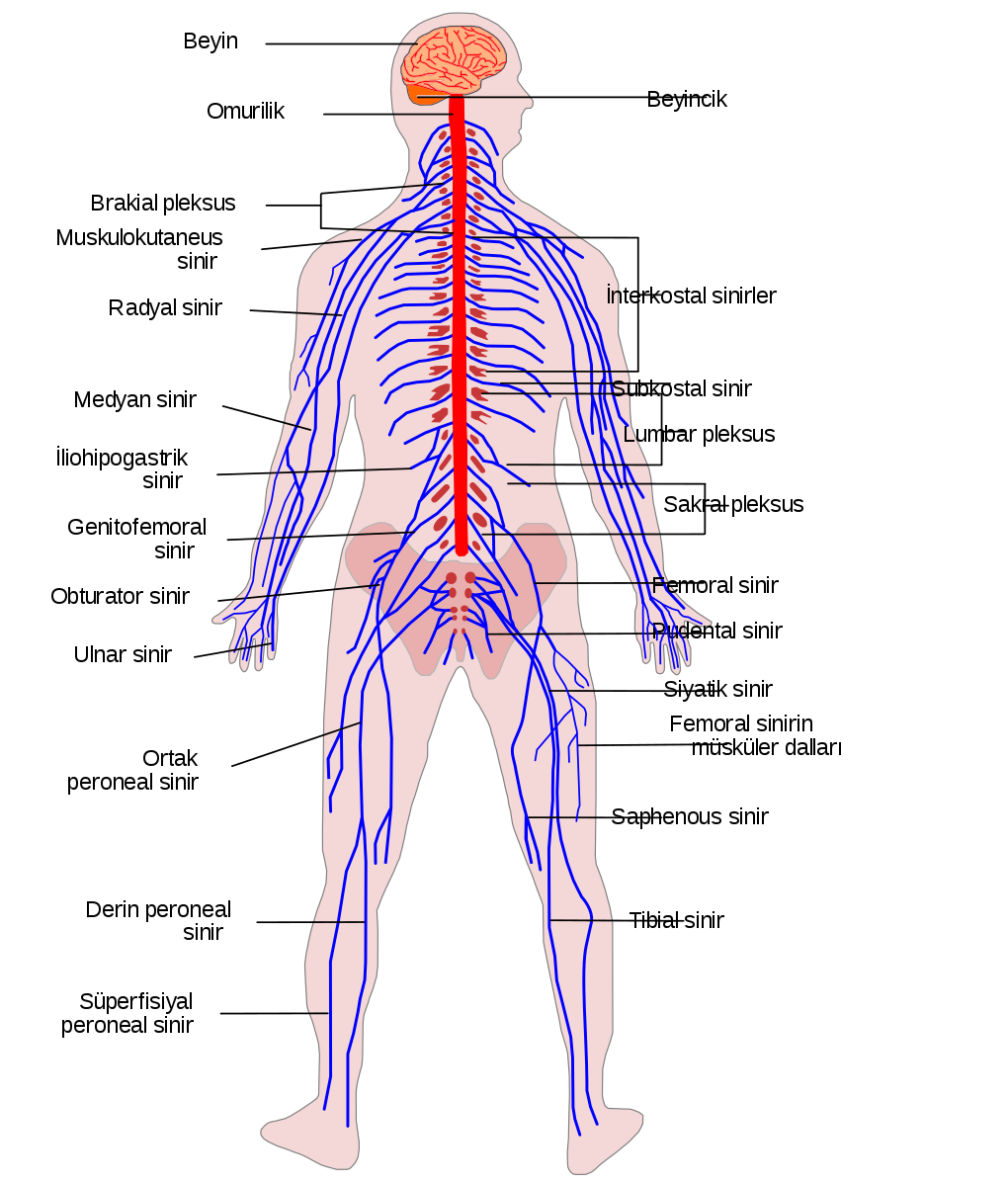 Şekil 1: İnsan Sinir Sistemi Anatomisi
