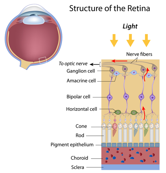 Akromatopsi-Şekil 5: Retina Yapısı