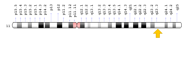 APOA1 Geni: Kromozomal Konum; Genom Dekorasyon Sayfası/NCBI