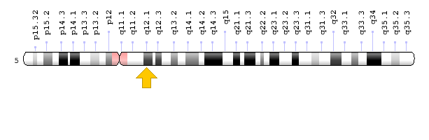 ERCC8 geninin 5.Kromozom üzerindeki konumu. 