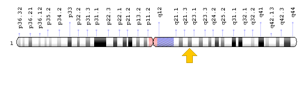 YY1PA1 Geni: Kromozomal Konum; Genom Dekorasyon Sayfası/NCBI