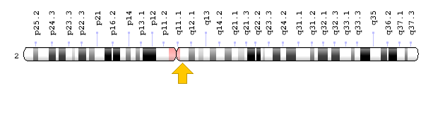 ZAP70 Geni: Kromozomal Konum; Genom Dekorasyon Sayfası/NCBI